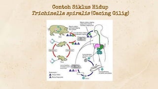 Contoh Siklus Hidup
Trichinella spiralis (Cacing Gilig)
 