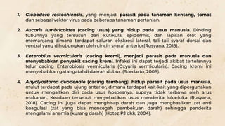 1. Globodera rostochiensis, yang menjadi parasit pada tanaman kentang, tomat
dan sebagai vektor virus pada beberapa tanaman pertanian.
2. Ascaris lumbricoides (cacing usus) yang hidup pada usus manusia. Dinding
tubuhnya yang tersusun dari kutikula, epidermis, dan lapisan otot yang
memanjang dimana terdapat saluran ekskresi lateral, tali-tali syaraf dorsal dan
ventral yang dihubungkan oleh cincin syaraf anterior(Rusyana, 2018).
3. Enterobius vermicularis (cacing kremi), menjadi parasit pada manusia dan
menyebabkan penyakit cacing kremi. Infeksi ini dapat terjadi akibat tertelannya
telur cacing Enterobiosis vermicularis (Oxyuris vermicularis). Cacing kremi ini
menyebabkan gatal-gatal di daerah dubur. (Soedarto, 2008).
4. Anyclyostoma duodenale (cacing tambang), hidup parasit pada usus manusia,
mulut terdapat pada ujung anterior, dimana terdapat kait-kait yang dipergunakan
untuk mengaitkan diri pada usus hospesnya, supaya tidak terbawa oleh arus
makanan. Keadaan tersebut menyebabkan usus menderita luka-luka (Rusyana,
2018). Cacing ini juga dapat menghisap darah dan juga menghasilkan zat anti
koagulasi (zat yang bisa mencegah pembekuan darah) sehingga penderita
mengalami anemia (kurang darah) (Hotez PJ dkk, 2004).
 