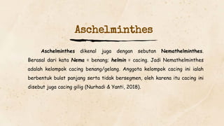 Aschelminthes
Aschelminthes dikenal juga dengan sebutan Nemathelminthes.
Berasal dari kata Nema = benang; helmin = cacing. Jadi Nemathelminthes
adalah kelompok cacing benang/gelang. Anggota kelompok cacing ini ialah
berbentuk bulat panjang serta tidak bersegmen, oleh karena itu cacing ini
disebut juga cacing gilig (Nurhadi & Yanti, 2018).
 