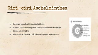 ● Bentuk tubuh silinder/bulat licin
● Tubuh tidak bersegmen dan dilapisi oleh kutikula
● Bilateral simetris
● Merupakan hewan tripoblastik pseudoselomata
Ciri-ciri Aschelminthes
 