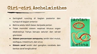 ● Seringkali runcing di bagian posterior dan
tumpul di bagian anterior
● Betina selalu lebih besar daripada jantan
● Tidak memiliki sistem respirasi khusus organ
ekskresinya hanya berupa saluran dan sel-sel
glanduler
● Sistem pencernaan sempurna, terdiri dari mulut,
esofagus, intestinum, dan anus
● Sistem saraf terdiri dari ganglion cerebale dan
berkas saraf longitudinal
Ciri-ciri Aschelminthes
 