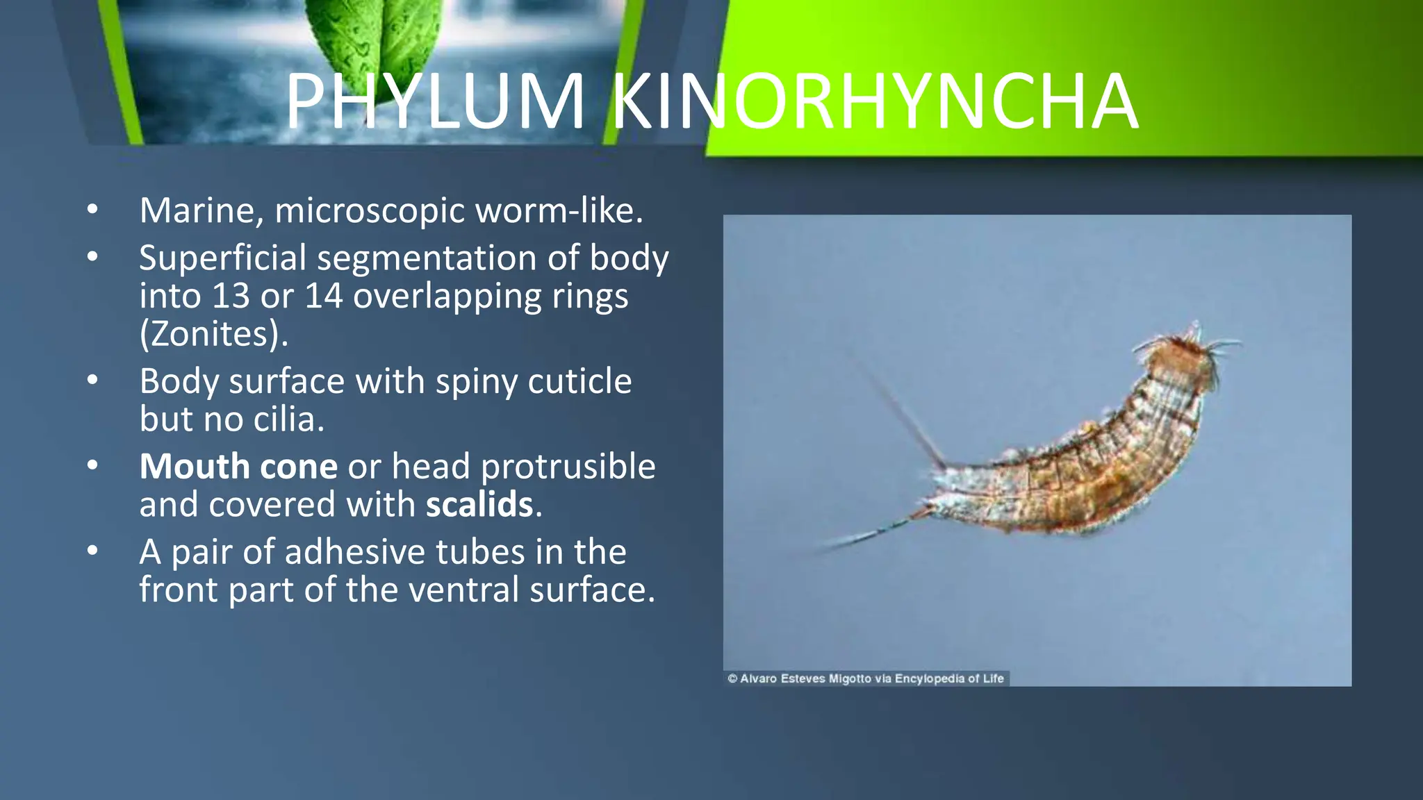 Classes of Aschelminthes Powerpoint Presentation | PPTX