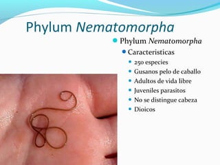Phylum Nematomorpha
Phylum Nematomorpha
Caracteristicas
 250 especies
 Gusanos pelo de caballo
 Adultos de vida libre
 Juveniles parasitos
 No se distingue cabeza
 Dioicos
 