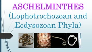 (Lophotrochozoan and
Ecdysozoan Phyla)
 
