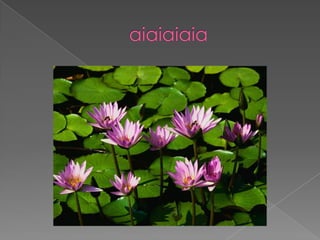 As chorradas mais grandes