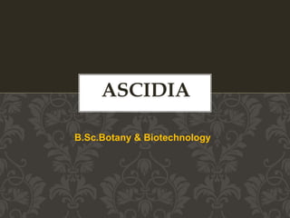 B.Sc.Botany & Biotechnology
ASCIDIA
 