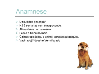 Anamnese Dificuldade em andar Há 2 semanas vem emagrecendo Alimenta-se normalmente Fezes e Urina normais Últimos episódios, o animal apresentou ataques. Vacinado(1ªdose) e Vermifugado 