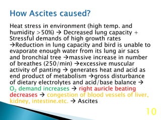 Heat stress in environment (high temp. and
humidity >50%)  Decreased lung capacity +
Stressful demands of high growth rates
Reduction in lung capacity and bird is unable to
evaporate enough water from its lung air sacs
and bronchial tree massive increase in number
of breathes (250/min) excessive muscular
activity of panting  generates heat and acid as
end product of metabolism gross disturbance
of dietary electrolytes and acid/base balance 
O2 demand increases  right auricle beating
decreases  congestion of blood vessels of liver,
kidney, intestine.etc.  Ascites
10
 