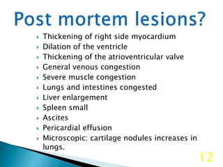  Thickening of right side myocardium
 Dilation of the ventricle
 Thickening of the atrioventricular valve
 General venous congestion
 Severe muscle congestion
 Lungs and intestines congested
 Liver enlargement
 Spleen small
 Ascites
 Pericardial effusion
 Microscopic: cartilage nodules increases in
lungs.
12
 