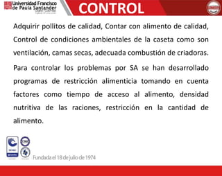 CONTROL
Adquirir pollitos de calidad, Contar con alimento de calidad,
Control de condiciones ambientales de la caseta como son
ventilación, camas secas, adecuada combustión de criadoras.
Para controlar los problemas por SA se han desarrollado
programas de restricción alimenticia tomando en cuenta
factores como tiempo de acceso al alimento, densidad
nutritiva de las raciones, restricción en la cantidad de
alimento.
 