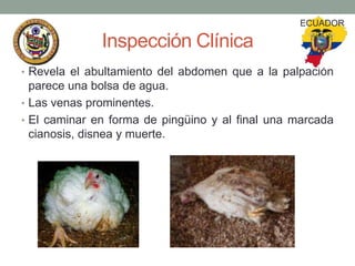 ECUADOR

Inspección Clínica
• Revela el abultamiento del abdomen que a la palpación

parece una bolsa de agua.
• Las venas prominentes.
• El caminar en forma de pingüino y al final una marcada
cianosis, disnea y muerte.

 