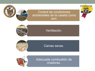 ECUADOR

Control de condiciones
ambientales de la caseta como
son:

Ventilación.

Camas secas.

Adecuada combustión de
criadoras.

 