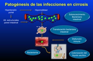 Hipertensión
portal
Alt. estructurales
pared intestinal
Sobrecrecimiento
Bacteriano
intestinal
Translocación bacteriana
intestinal
Colonización del
líquido ascítico
Bacteriemia
Patogénesis de las infecciones en cirrosis
Hipomotilidad
Disfunción
inmune
 