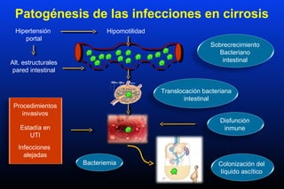 Hipertensión
portal
Alt. estructurales
pared intestinal
Sobrecrecimiento
Bacteriano
intestinal
Translocación bacteriana
intestinal
Colonización del
líquido ascítico
Bacteriemia
Patogénesis de las infecciones en cirrosis
Hipomotilidad
Infecciones
alejadas
Procedimientos
invasivos
Estadía en
UTI
Disfunción
inmune
 