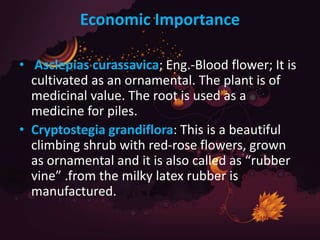 Economic Importance
• Asclepias curassavica; Eng.-Blood flower; It is
cultivated as an ornamental. The plant is of
medicinal value. The root is used as a
medicine for piles.
• Cryptostegia grandiflora: This is a beautiful
climbing shrub with red-rose flowers, grown
as ornamental and it is also called as “rubber
vine” .from the milky latex rubber is
manufactured.
 