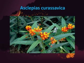 Asclepias curassavica
 