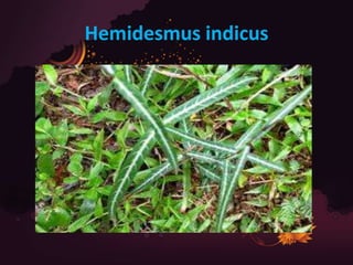 Hemidesmus indicus
 