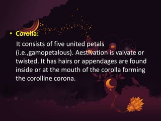 • Corolla:
It consists of five united petals
(i.e.,gamopetalous). Aestivation is valvate or
twisted. It has hairs or appendages are found
inside or at the mouth of the corolla forming
the corolline corona.
 