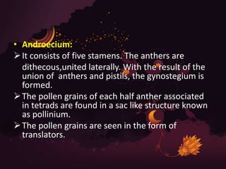 • Androecium:
It consists of five stamens. The anthers are
dithecous,united laterally. With the result of the
union of anthers and pistils, the gynostegium is
formed.
The pollen grains of each half anther associated
in tetrads are found in a sac like structure known
as pollinium.
The pollen grains are seen in the form of
translators.
 