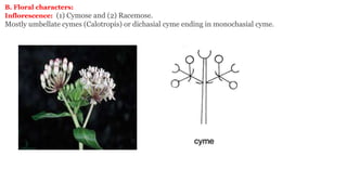B. Floral characters:
Inflorescence: (1) Cymose and (2) Racemose.
Mostly umbellate cymes (Calotropis) or dichasial cyme ending in monochasial cyme.
 