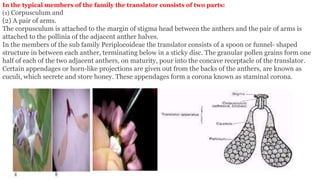 In the typical members of the family the translator consists of two parts:
(1) Corpusculum and
(2) A pair of arms.
The corpusculum is attached to the margin of stigma head between the anthers and the pair of arms is
attached to the pollinia of the adjacent anther halves.
In the members of the sub family Periplocoideae the translator consists of a spoon or funnel- shaped
structure in between each anther, terminating below in a sticky disc. The granular pollen grains form one
half of each of the two adjacent anthers, on maturity, pour into the concave receptacle of the translator.
Certain appendages or horn-like projections are given out from the backs of the anthers, are known as
cuculi, which secrete and store honey. These appendages form a corona known as staminal corona.
 