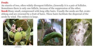 Fruit:
An etaerio of two, often widely divergent follicles.,Generally it is a pair of follicles.
Sometimes there is only one follicle, because of the suppression of the other.
Seed:Many small, compressed with long silky hairs. Usually the seeds are flat, ovate-
oblong and are crowned by a fruit of hairs. These hairs facilitate the dispersal of the
seeds by wind. The embryo is large.
 
