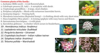 Common plants of the family:
1. Asclepias (Milk weed) – A red flowered plant.
2. Calotropis procera (H. Aak) – A xerophytic wild shrub.
3. Cryptostegia grandiflora – A large, stout climber.
4. Periploca calophylla – Shrub with coriaceous lanceolate leaves.
5. Gymnema tingens – Twining herb.
6. Marsdenia tenacissima (Rajmahal hemp) – A climbing shrub with very short stem.
7. Hoya longifolia (Wax plant) – A twining epiphyte with waxy leaves and flower.
8. Sarcostemma brevistigma – A wild plant.
9. Sarcolobus globosus – A climber which occurs in Sunderbans.
10-. Hemidesmus indicus- Anabtmui
11. Leptadenia reticulata- Dudhkadi
12. Perguleria daemia – Utranwel
13. Cryptolepis buchnani – Indian rubber twiner
14. Tylophora indica- Anantmul
15. Telosma pollida – Warshadodi
 