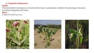 A. Vegetative characters:
Habit:
Perennial herbs (Asclepias) or shrubs (Calotropis, Leptadenia), climbers (Cryptostegia, Daemia),
succulent (Stapelia) with latex.
Root:
A deep branched tap root.
 