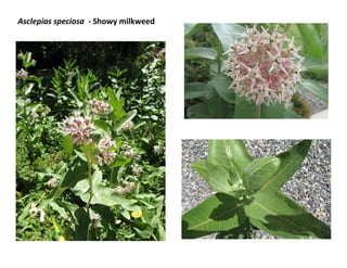 Asclepias speciosa - Showy milkweed
 