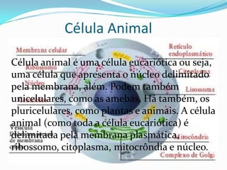 Célula Animal
Célula animal é uma célula eucariótica ou seja,
uma célula que apresenta o núcleo delimitado
pela membrana, além. Podem também
unicelulares, como as amebas. Há também, os
pluricelulares, como plantas e animais. A célula
animal (como toda a célula eucariótica) é
delimitada pela membrana plasmática,
ribossomo, citoplasma, mitocrôndia e núcleo.
 