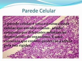 Parede Celular
A parede celular é uma estrutura extra
celular que envolve células , sendo
composta por diferentes substancias
dependendo do organismo. É uma
estrutura que confere protecção à célula
pela sua rigidez.
 