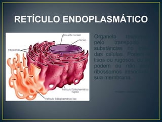 RETÍCULO ENDOPLASMÁTICO
Organela responsável
pelo transporte de
substâncias no interior
das células. Podem ser
lisos ou rugosos, ou seja
podem ou não conter
ribossomos associado a
sua membrana.
Imagem: www.escuelapedia.com
 