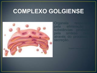 COMPLEXO GOLGIENSE
Organela responsável
pela eliminação de
substâncias produzidas
pela síntese celular
através do processo de
secreção.
Imagem: www.brasilescola.com.br
 