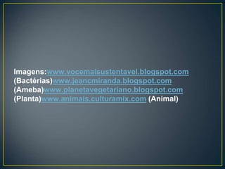 Imagens:www.vocemaisustentavel.blogspot.com
(Bactérias)www.jeancmiranda.blogspot.com
(Ameba)www.planetavegetariano.blogspot.com
(Planta)www.animais.culturamix.com (Animal)
 