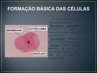 FORMAÇÃO BÁSICA DAS CÉLULAS
A célula animal é constituída de
três partes básicas:
●Membrana plasmática: É o
envoltório de todas as células,
responsável pela entrada e saída de
substâncias.
●Citoplasma: Material gelatinoso
onde se encontram as organelas.
●Núcleo: Onde se localiza o material
genético da célula, podendo ter
membrana nuclear (eucarionte) ou
não ter a membrana nuclear
(procarionte).
 