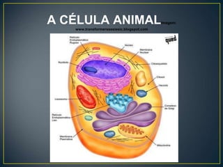 A CÉLULA ANIMALImagem:
www.transformerssesiesic.blogspot.com
 