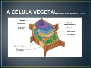 A CÉLULA VEGETALImagem: www.sobiologia.com.br
 