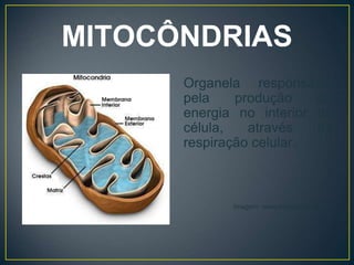 MITOCÔNDRIAS
Organela responsável
pela produção de
energia no interior da
célula, através da
respiração celular.
Imagem: www.infoescola.com.br
 