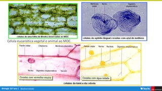 Biodiversidade
Célula eucariótica vegetal e animal ao MOC.
 