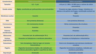 Biodiversidade
Características Célula procariótica Célula eucariótica
Tamanho 0,5 – 5 µm ± 40 µm (± 1 000 a 10 000 vezes o volume da célula
procariótica)
Parede celular Rígida, constituída por polissacáridos com aminoácidos Presente nas algas, plantas e fungos. Celulósica na
plantas e de quitina nos fungos, constituição variável nas
algas
Membrana nuclear Ausente Presente
DNA Sem proteínas (histonas) Com proteínas (histonas)
Cromossomas Um cromossoma circular Vários cromossomas não circulares
Nucléolos Ausentes Presentes
Sistemas
membranares
Ausentes Presentes
Ribossomas Presentes (vel. de sedimentação 70 s) Presentes (vel. de sedimentação 80 s)
Enzimas
respiratórias
Presentes no hialoplasma e membrana plasmática Presentes no hialoplasma e mitocôndrias
Fotossíntese Sem cloroplastos. Pode ter lugar em lamelas
fotossintéticas
Ocorre em cloroplastos com estrutura membranar
complexa
Flagelos Organelos locomotores simples, não rodeados por
membrana plasmática, ligados à superfície da célula
Organelos locomotores complexos, rodeados por
membrana plasmática
Reprodução Assexuada Assexuada e sexuada
 
