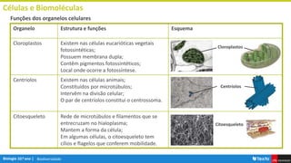Biodiversidade
Células e Biomoléculas
Funções dos organelos celulares
Organelo Estrutura e funções Esquema
Cloroplastos Existem nas células eucarióticas vegetais
fotossintéticas;
Possuem membrana dupla;
Contêm pigmentos fotossintéticos;
Local onde ocorre a fotossíntese.
Centríolos Existem nas células animais;
Constituídos por microtúbulos;
Intervêm na divisão celular;
O par de centríolos constitui o centrossoma.
Citoesqueleto Rede de microtúbulos e filamentos que se
entrecruzam no hialoplasma;
Mantem a forma da célula;
Em algumas células, o citoesqueleto tem
cílios e flagelos que conferem mobilidade.
Cloroplastos
Centríolos
Citoesqueleto
 