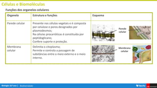 Biodiversidade
Células e Biomoléculas
Funções dos organelos celulares
Organelo Estrutura e funções Esquema
Parede celular Presente nas células vegetais e é composta
por celulose e poros designados por
plasmodesmos;
Na células procarióticas é constituída por
peptidoglicano;
Confere suporte e proteção.
Membrana
celular
Delimita o citoplasma;
Permite e controla a passagem de
substâncias entre o meio externo e o meio
interno.
Membrana
celular
Parede
celular
 
