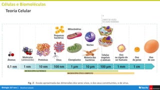 Biodiversidade
Células e Biomoléculas
Teoria Celular
Fig. 2 - Escala aproximada das dimensões dos seres vivos, e dos seus constituintes, e de vírus.
 