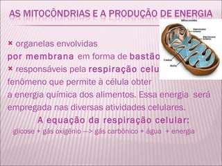 organelas envolvidas  por membrana  em forma de  bastão .  responsáveis pela  respiração celular ,  fenômeno que permite à célula obter  a energia química dos alimentos. Essa energia  será  empregada nas diversas atividades celulares.    A equação da respiração celular: glicose + gás oxigênio ---> gás carbônico + água  + energia 