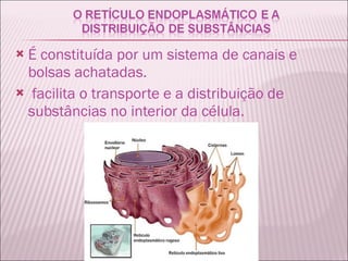 É constituída por um sistema de canais e bolsas achatadas.  facilita o transporte e a distribuição de substâncias no interior da célula.   