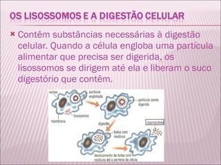 Contêm substâncias necessárias à digestão celular. Quando a célula engloba uma partícula alimentar que precisa ser digerida, os lisossomos se dirigem até ela e liberam o suco digestório que contêm. 