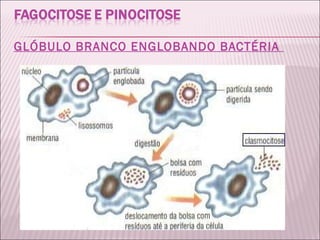 GLÓBULO BRANCO ENGLOBANDO BACTÉRIA  