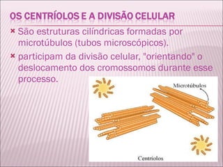 São estruturas cilíndricas formadas por microtúbulos (tubos microscópicos). participam da divisão celular, "orientando" o deslocamento dos cromossomos durante esse processo. 