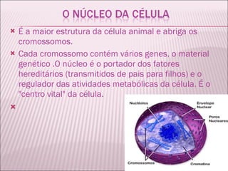 É a maior estrutura da célula animal e abriga os cromossomos.  Cada cromossomo contém vários genes, o material genético .O núcleo é o portador dos fatores hereditários (transmitidos de pais para filhos) e o regulador das atividades metabólicas da célula. É o "centro vital" da célula.   