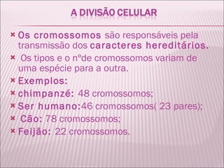 Os cromossomos  são responsáveis pela transmissão dos  caracteres hereditários. Os tipos e o nºde cromossomos variam de uma espécie para a outra.  Exemplos: chimpanzé:  48 cromossomos;  Ser humano: 46 cromossomos( 23 pares); Cão:  78 cromossomos; Feijão:  22 cromossomos. 